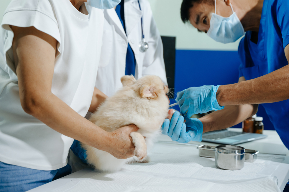 Pet Emergency Signs: When to Seek Urgent Veterinary Care