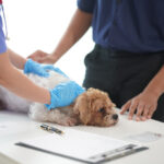 A small, fluffy dog resting on a white veterinary examination table while a technician wearing blue scrubs and gloves gently palpates its back.
