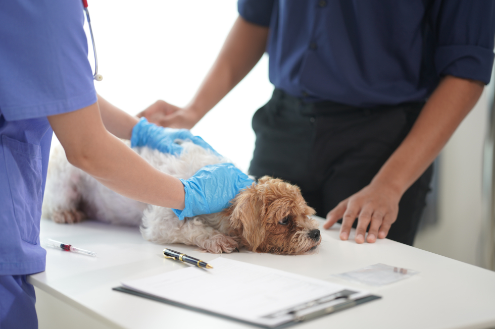 Pet Emergency or Wait? Quick Vet Checklist for Bowmanville Owners