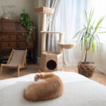 An orange cat curled up sleeping on a large white cushion in a bright living room near a cat tree.