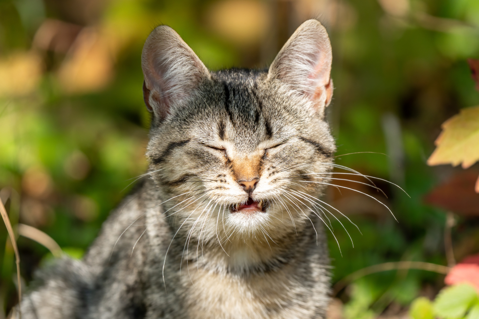 Why Is My Cat Sneezing? When Respiratory Symptoms Need Vet Care