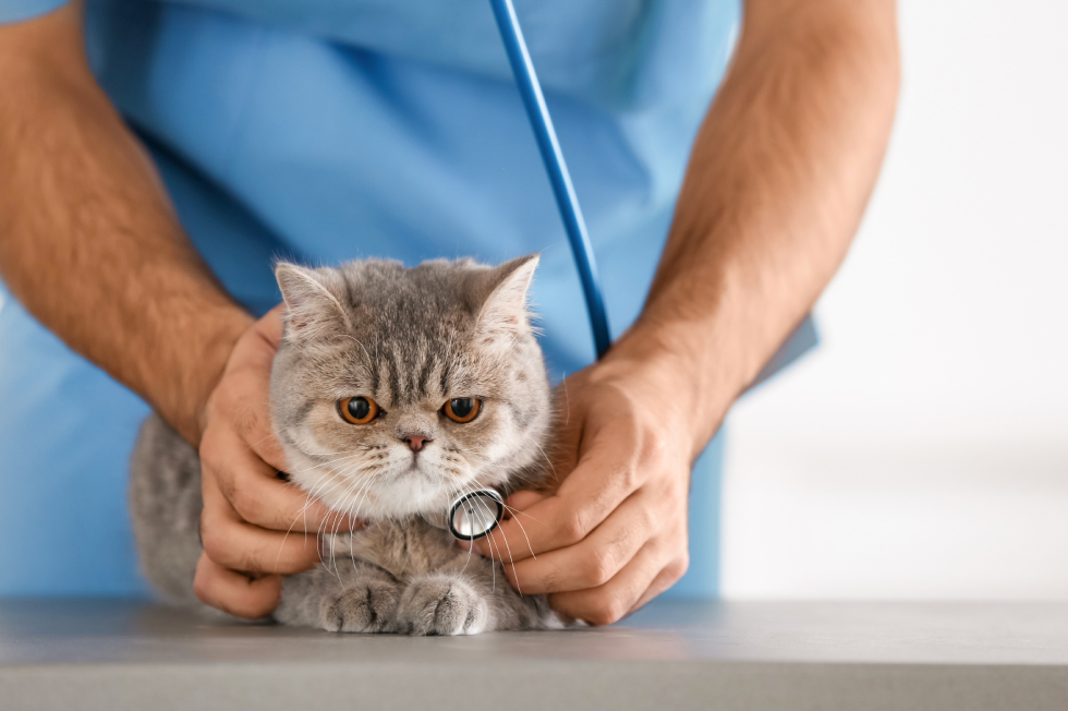Cat Vomiting: Common Causes and When to See a Vet