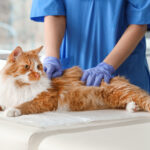A veterinary professional in blue scrubs gently palpates the abdomen of a long-haired ginger and white cat lying on an examination table.