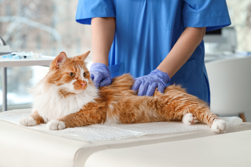 Cat Diarrhea: Causes, Dehydration Signs & When to Call Your Vet