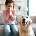 Golden retriever sitting beside a young girl experiencing seasonal allergies in a home setting.