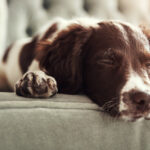 A brown and white spaniel resting its head over the edge of a couch cushion with a tired expression.