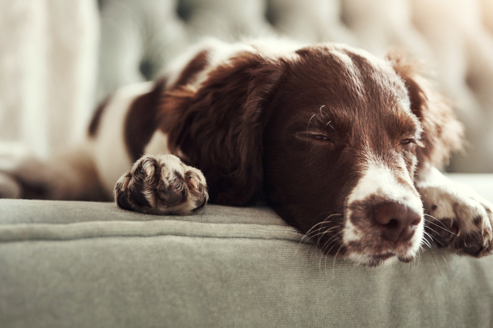 Dog Lethargy: Signs, Causes & When to Call Your Vet