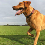 Golden-red dog limping or favoring its front paw while running in a park near Bowmanville.