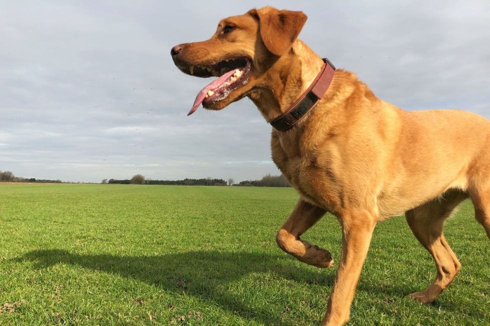 Why Is My Dog Limping? Home Checks vs Vet Visit Guide