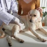 A veterinarian with gloved hands gently palpates the abdomen of a yellow Labrador lying on an exam table while the owner comforts the dog.