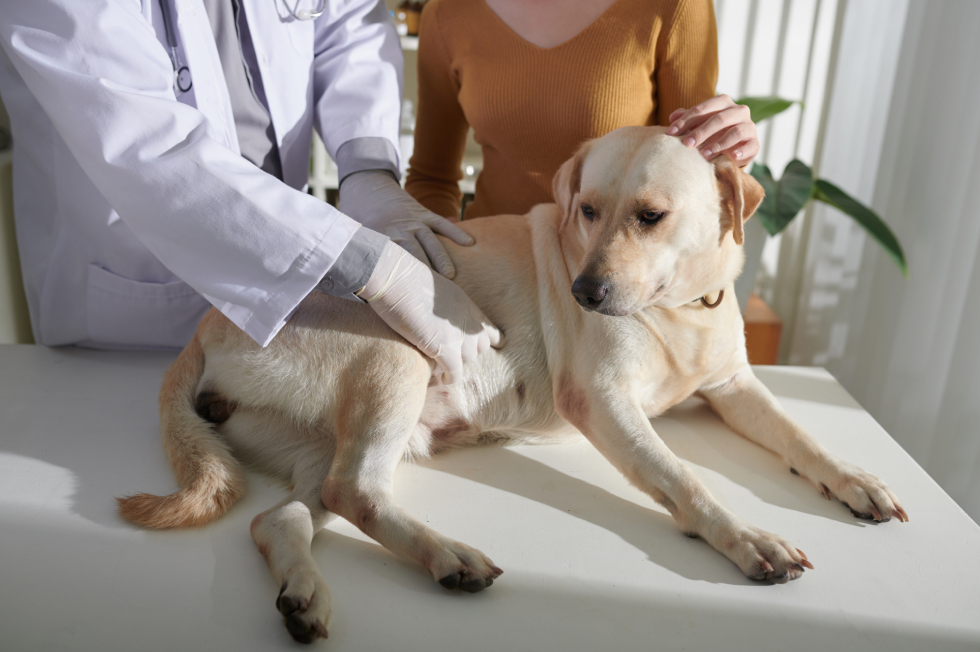 Dog Diarrhea: When to Worry and What to Do First