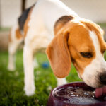 A Beagle drinking water outdoors, illustrating increased pet thirst and hydration monitoring in Bowmanville.