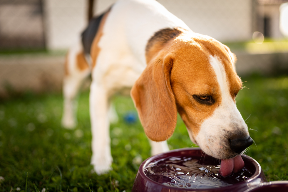 My Pet Is Drinking More Water Than Usual: When to Worry