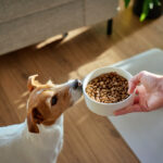 A person holding out a bowl of dry kibble to a small brown and white dog sniffing the food.