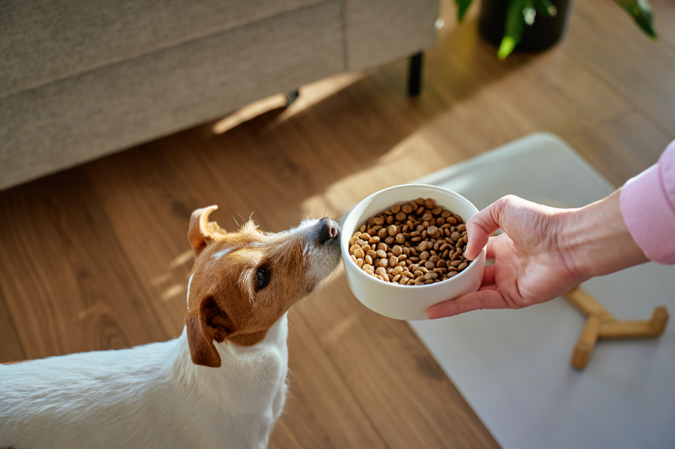My Pet Won’t Eat: How Long Is Too Long and What’s Wrong?