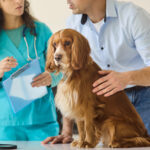 Cocker Spaniel receiving a veterinary consultation and exam in Bowmanville for pet health concerns.