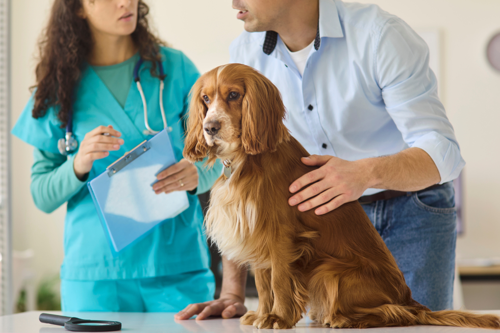 Blood in Pet Stool or Urine: Causes and Next Steps