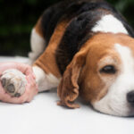 Senior Beagle being comforted during a veterinary health examination for urinary and health issues.