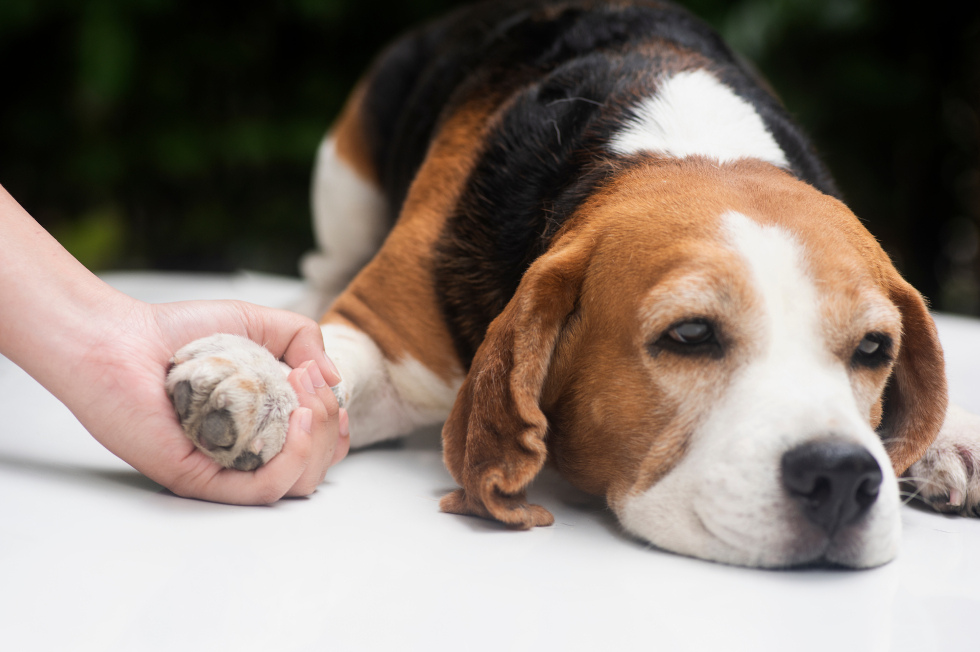 Pet Peeing More? Signs of UTI and Other Health Issues