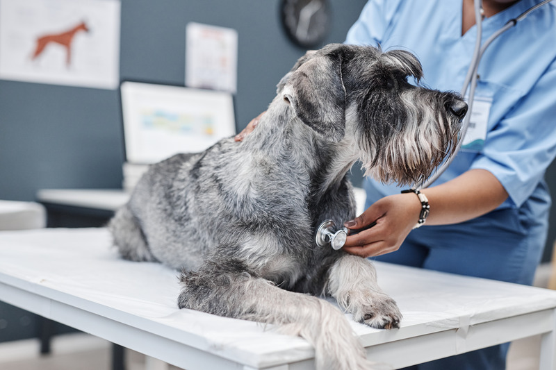 Why An Annual Exam is Important For Your Pet?